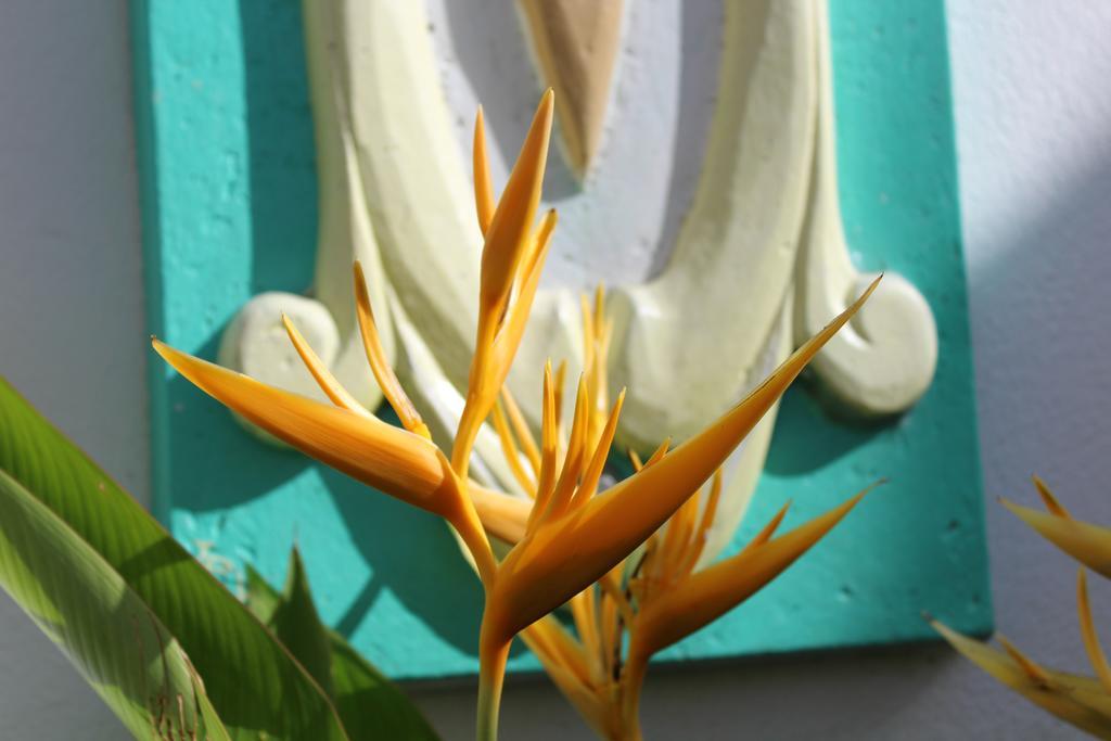 Villa Oasis De Grande Anse Deshaies